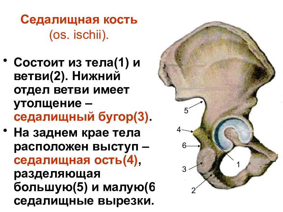 Седалищная кость анатомия фото