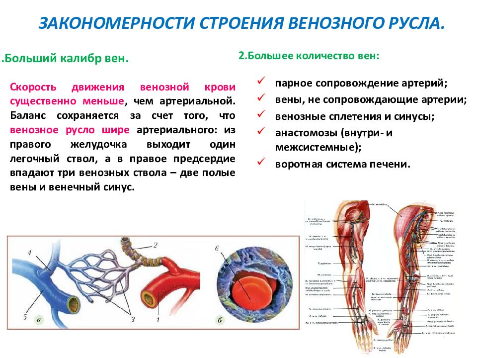 Чем отличаются вены от артерий