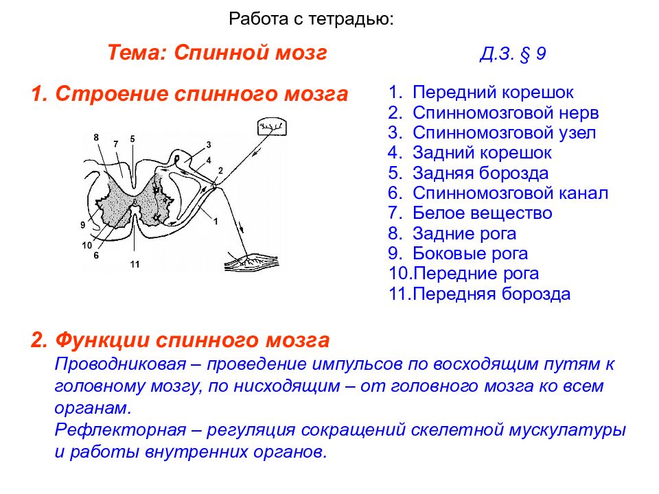 Строение и функции спинного мозга. Спинномозговой узел функции. Спинной мозг строение и функции. Функции Корешков спинного мозга. Функции серого вещества спинного мозга.