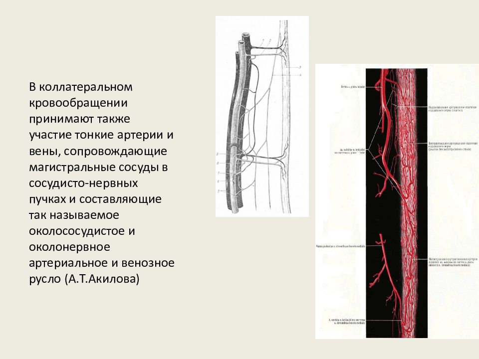 Коллатеральное кровообращение презентация