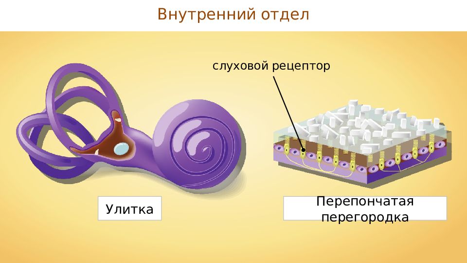 Рецепторный орган слуха. Слуховые рецепторы. Слуховые рецепторы улитки. Рецепторы слухового анализатора. Слуховые рецепторные клетки называются.