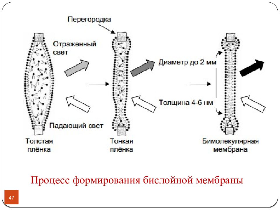 Процессы мембраны. Строение мембраны биофизика. Искусственные мембраны биофизика. Структура мембраны биофизика. Бислойные липидные мембраны биофизика.