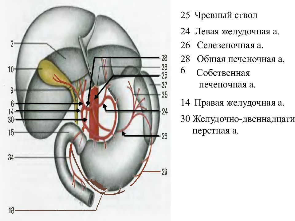Чревный ствол и его ветви. Аорта чревный ствол анатомия. Синтопия чревного ствола. Чревный ствол брюшной аорты анатомия. Схема ветвления чревного ствола.
