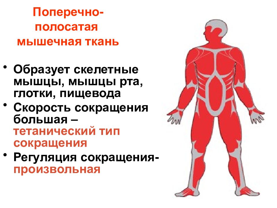 Особенности сокращения скелетной мышечной ткани
