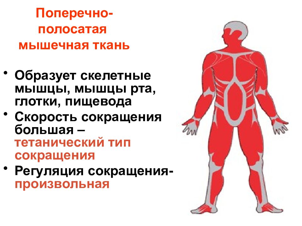 Особенности сокращения скелетной мышечной ткани. Нервная регуляция сокращения скелетных мышц. Сокращение скелетных мышц. Сокращение скелетной мускулатуры. Механизм регуляции сокращения мышц.