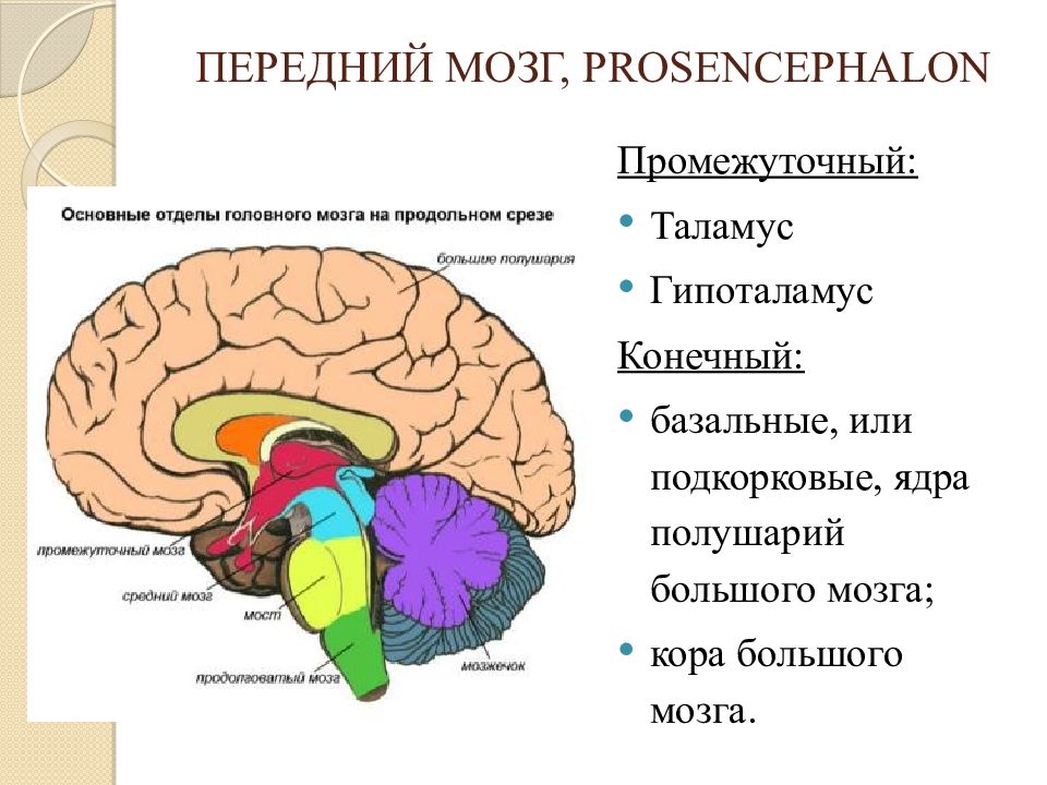 Задний головной мозг включает. Строение и функции переднего отдела головного мозга. Передний отдел головного мозга структура. Структура отдела переднего мозга. Подкорковые функции головного мозга.