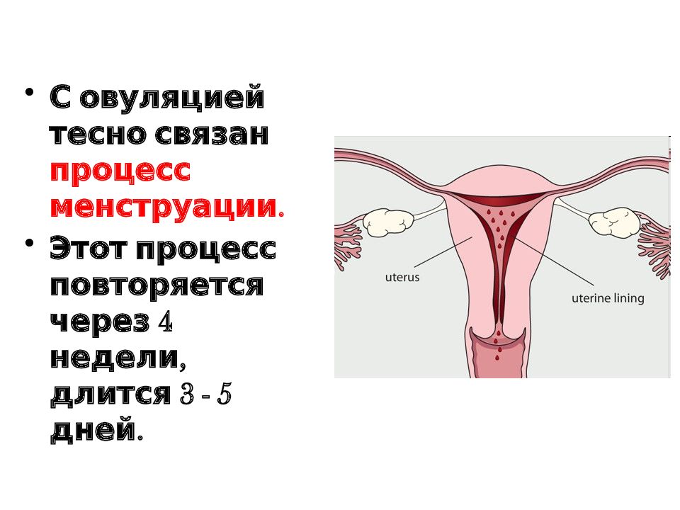 Цикл менструационного цикла и овуляция. Эндометрий 1 фаза менструационного цикла. Фазы менструального цикла схема. Ежемесячный процесс отслоения слизистой матки. Как называется первая менструация.