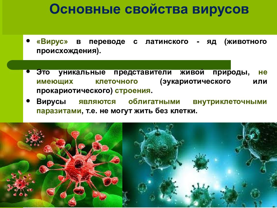 Дайте общую характеристику вирусов. Свойства вирусов. Основные свойства вирусов. Морфологические свойства вирусов. Полезные свойства вирусов.