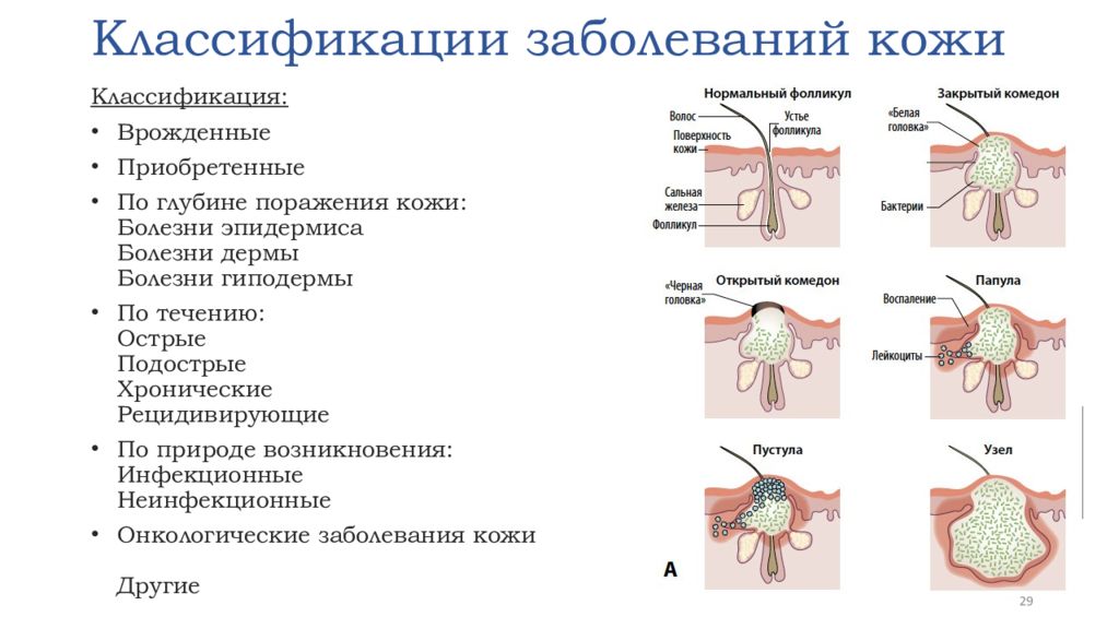 Дерматология в схемах и таблицах