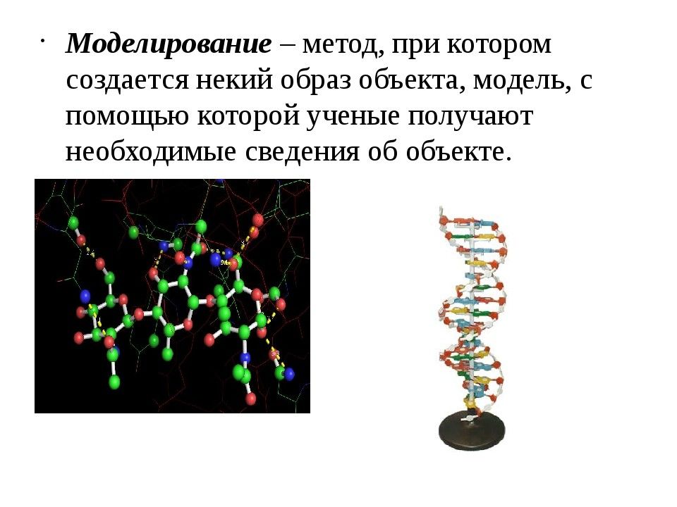 Компьютерное моделирование в биологии проект по информатике