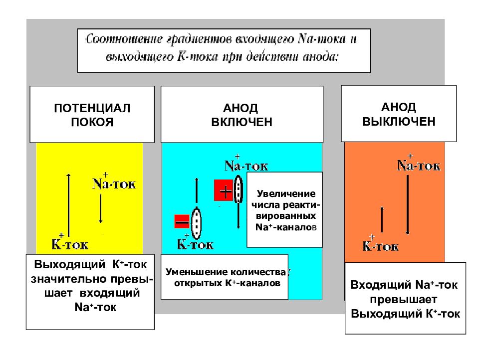 Входящий ток. Потенциал АНОДА. Закон действия постоянного тока. Потенциал покоя постоянный ток. Потенциал покоя и локальный ток.