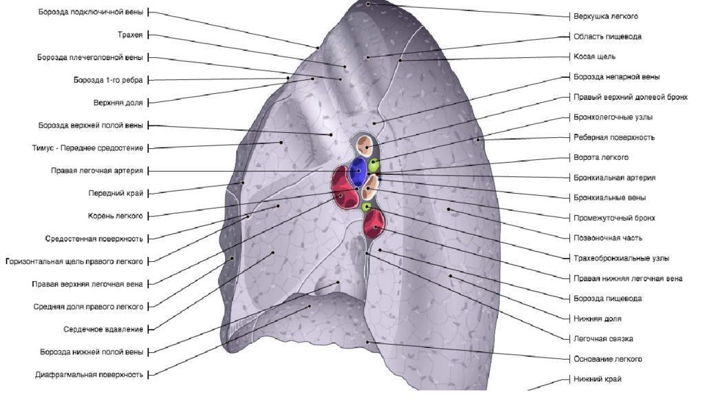 Поверхности легкого. Подключичная борозда легкого. Легочные борозды. Легкие борозды. Передний край легкого.