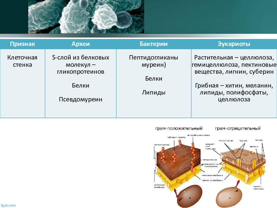 Бактерии эукариоты. Строение клеточной мембраны архебактерии. Строение клеточной стенки Архей. Строение клеточной стенки архебактерий. Структура клеточной стенки эукариот.