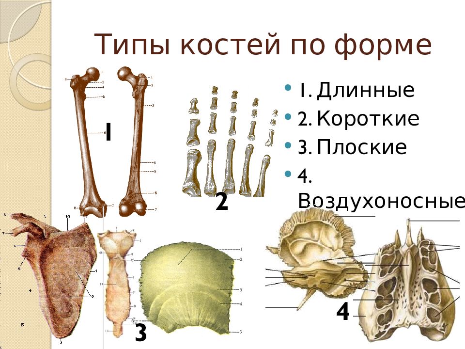 Остеология. Остеология строение кости форма. Тип костей воздухоносные кости. Типы костей: 1)трубчатые 2)плоские. Классификация костей по форме.