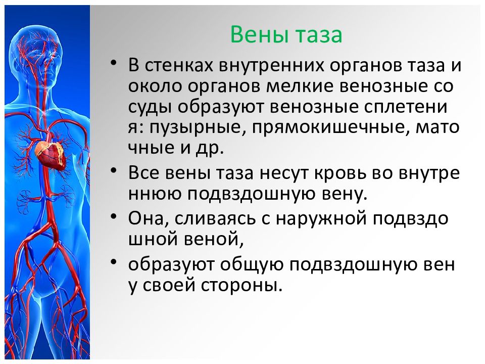 Вены таза. Венозные сосуды образуют:. Тест по теме: «сердечно-сосудистая система».