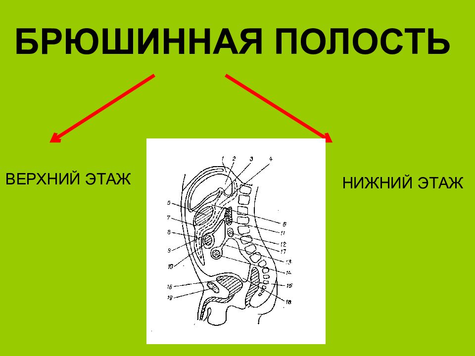 Верхняя полость