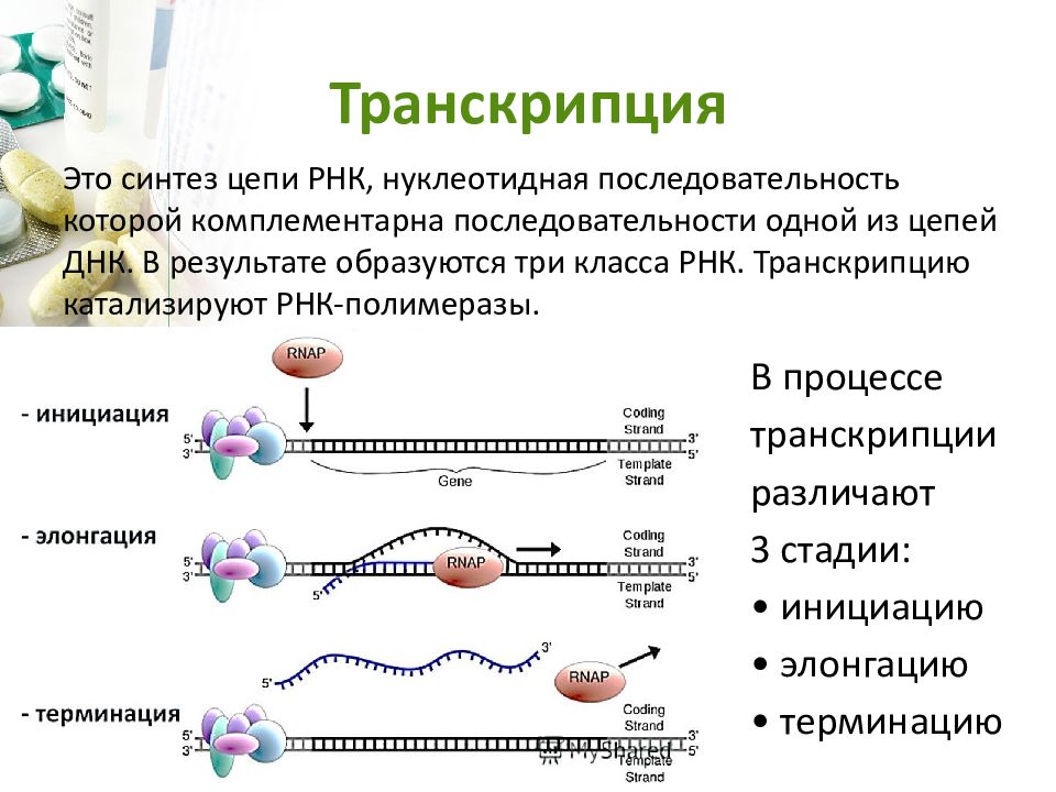 Синтез матричной РНК этапы. Процесс транскрипции в синтезе белка. Процесс транскрипции РНК. Происходят реакции матричного синтеза