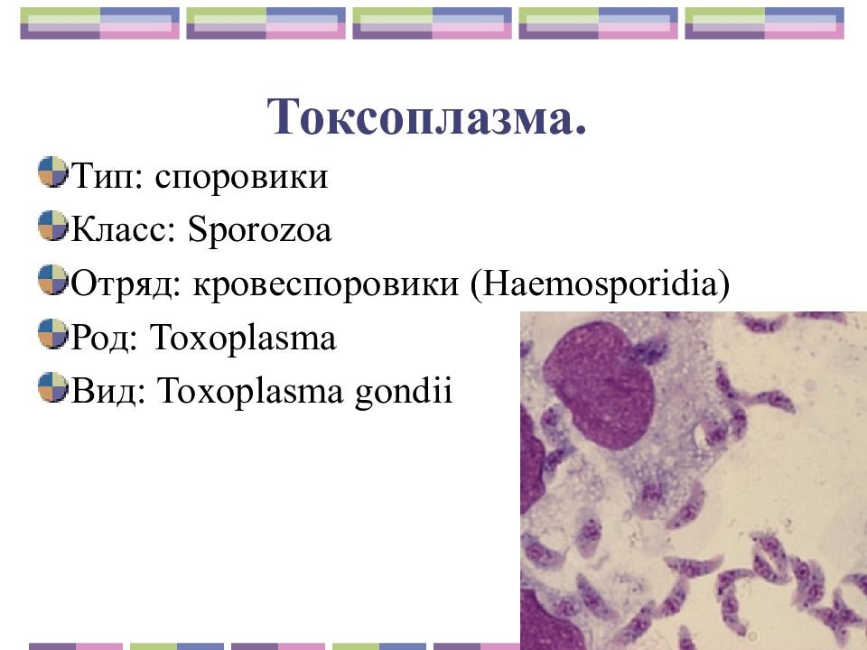 Токсоплазма. Систематика токсоплазмы гондии. Токсоплазма классификация. Токсоплазма Тип и класс. Тип токсоплазмы.