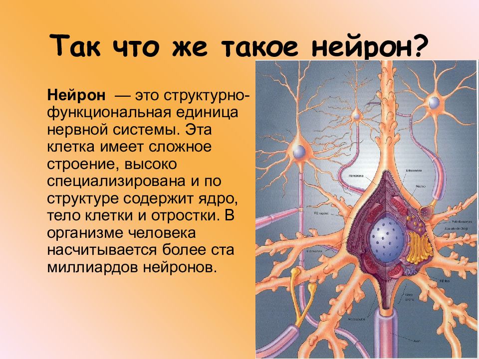 Особенности строения нервных клеток. Строение нейрона. Строение нервной клетки.