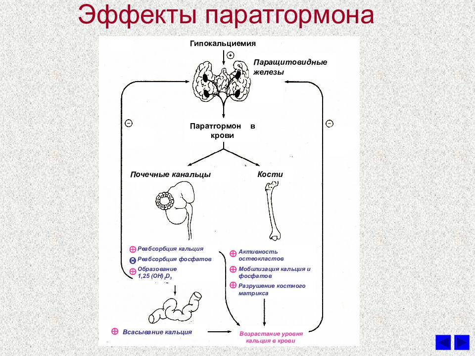 Что изображено на картинке что обозначено цифрами какие гормоны регулируют процессы в этом объекте