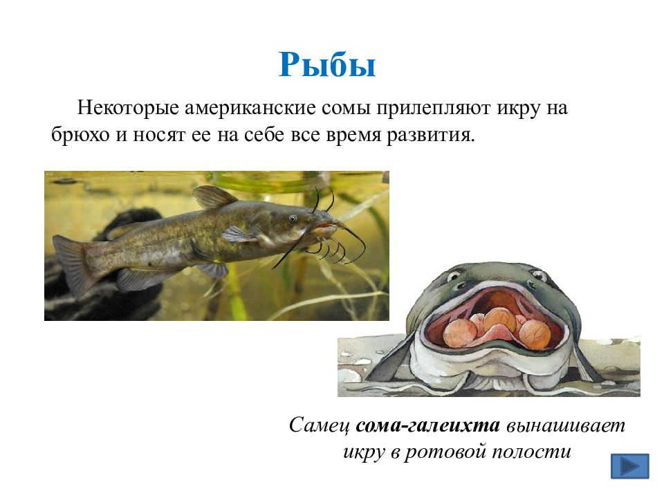 Характерна забота о потомстве. Рыбы заботящиеся о потомстве. Заботу о потомстве проявляют у рыб. PF,JNF J gjnjvcndt HS,. Забота о потомстве у рыб презентация.