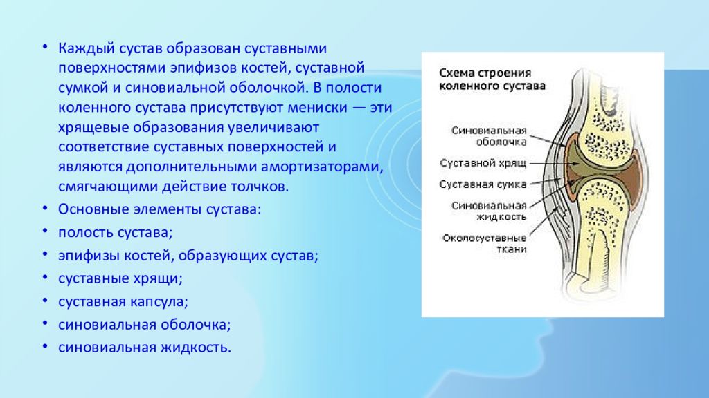 Схема строения колена