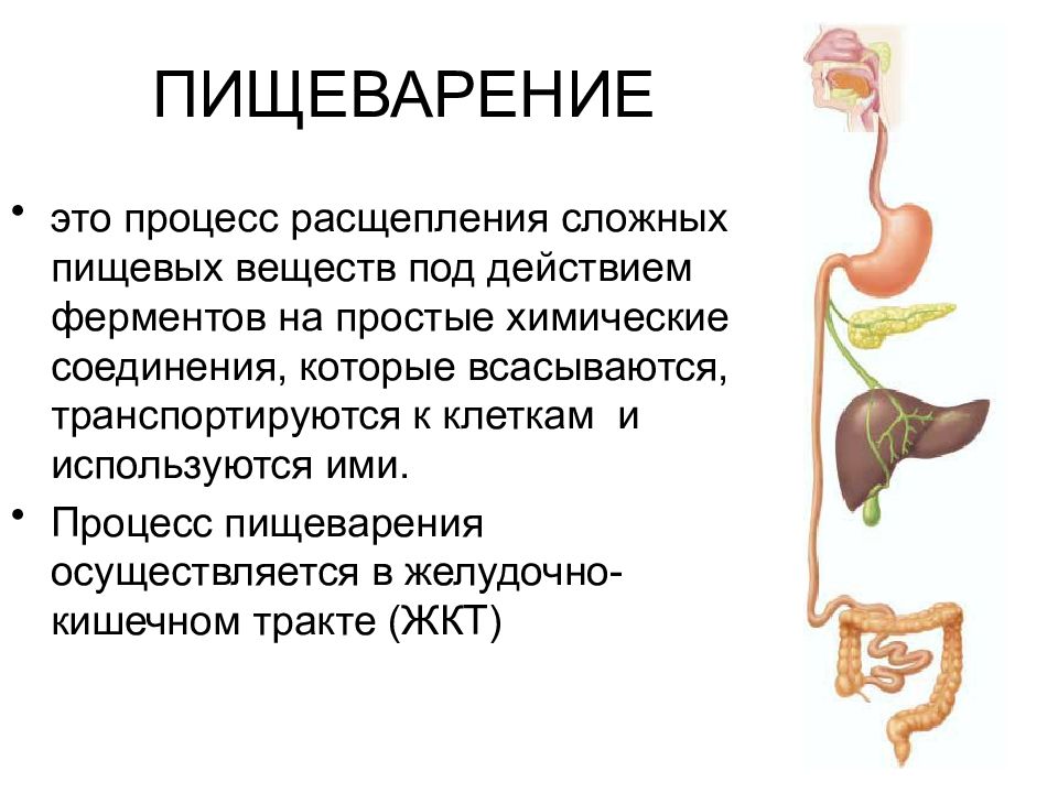 Физиология пищеварительной системы презентация