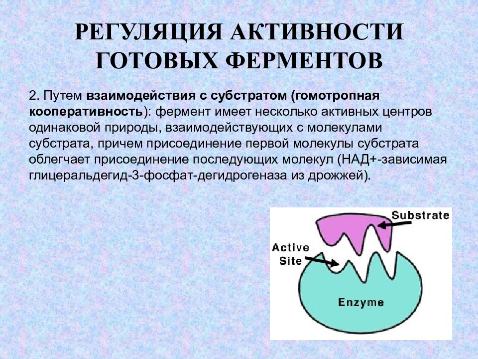 Деятельность ферментов. Гомотропная регуляция активности ферментов. Механизмы регуляции активности ферментов биохимия. Регуляция ферментативной активности биохимия. Быстрая регуляция активности ферментов.