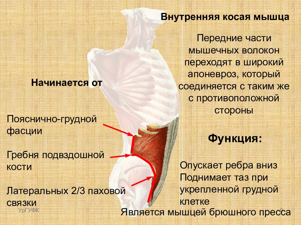 Внутренняя косая мышца. Грудино поясничная фасция. Пояснично-грудная фасция анатомия. Пояснично-грудная фракция. Поверхностный листок пояснично грудной фасции.