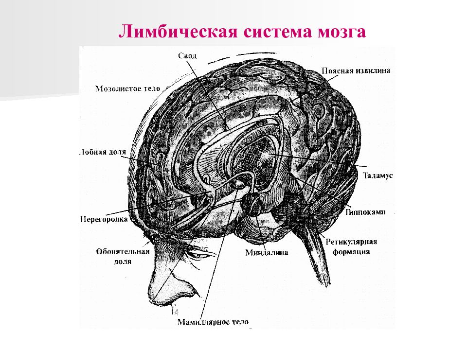 Лимбическая структура мозга. Строение лимбической системы головного мозга схема. Поясная извилина лимбической системы.