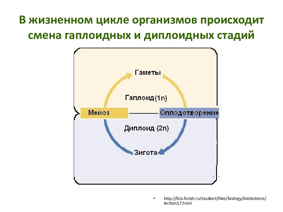 Организм циклы. Жизненный цикл организма. Этапами жизненного цикла организмов.. Жизненный цикл живых организмов. Схема жизненных циклов организмов.