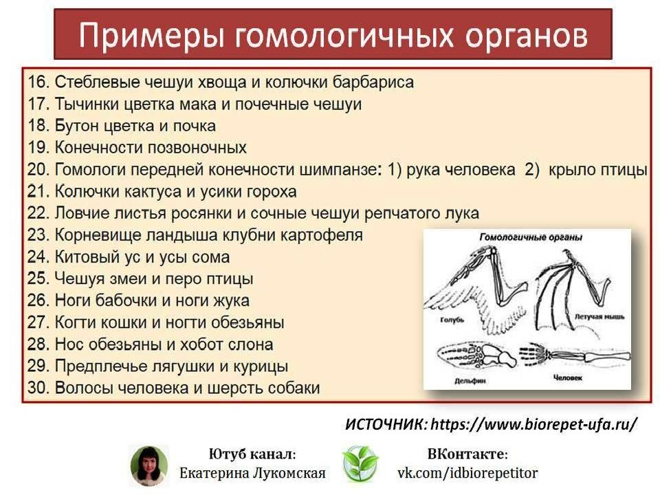 Аналогичные и гомологичные органы презентация