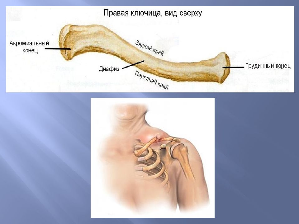 Ключица у человека