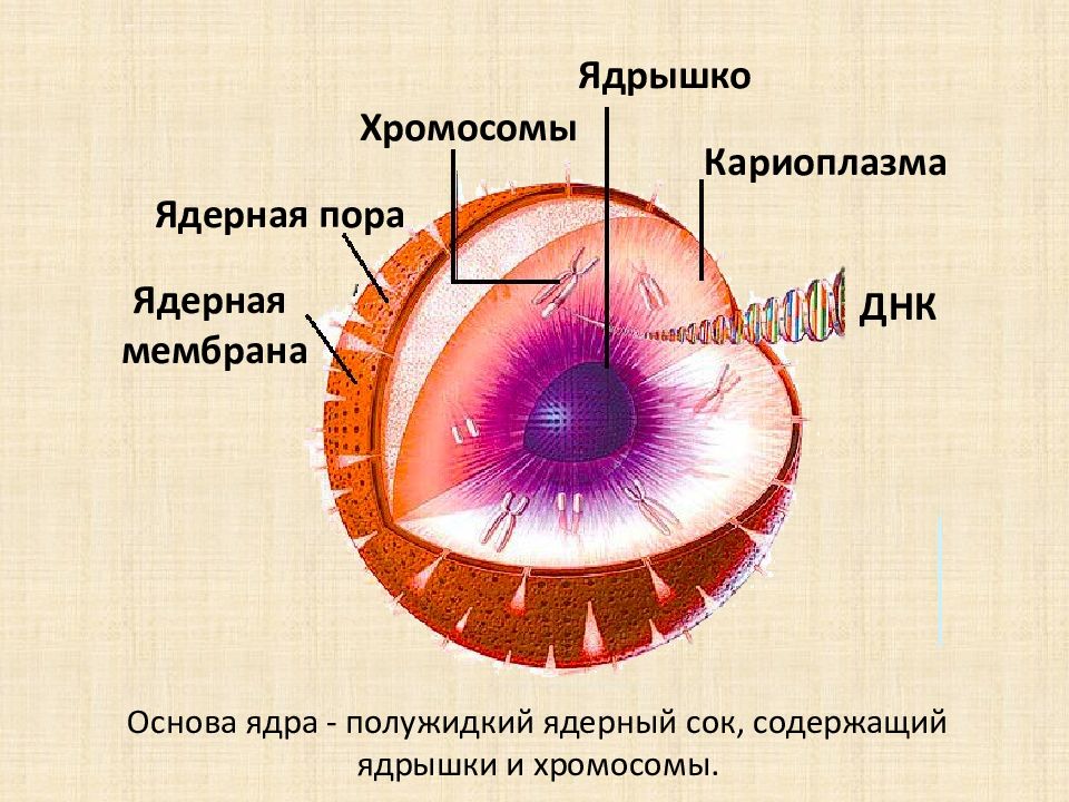 В ядре клетки осуществляется. Ядро ядерная мембрана кариоплазма ядрышки. Ядро мембрана ядерный сок ядрышко. Ядерный сок строение. Ядро клетки кариоплазма схема.