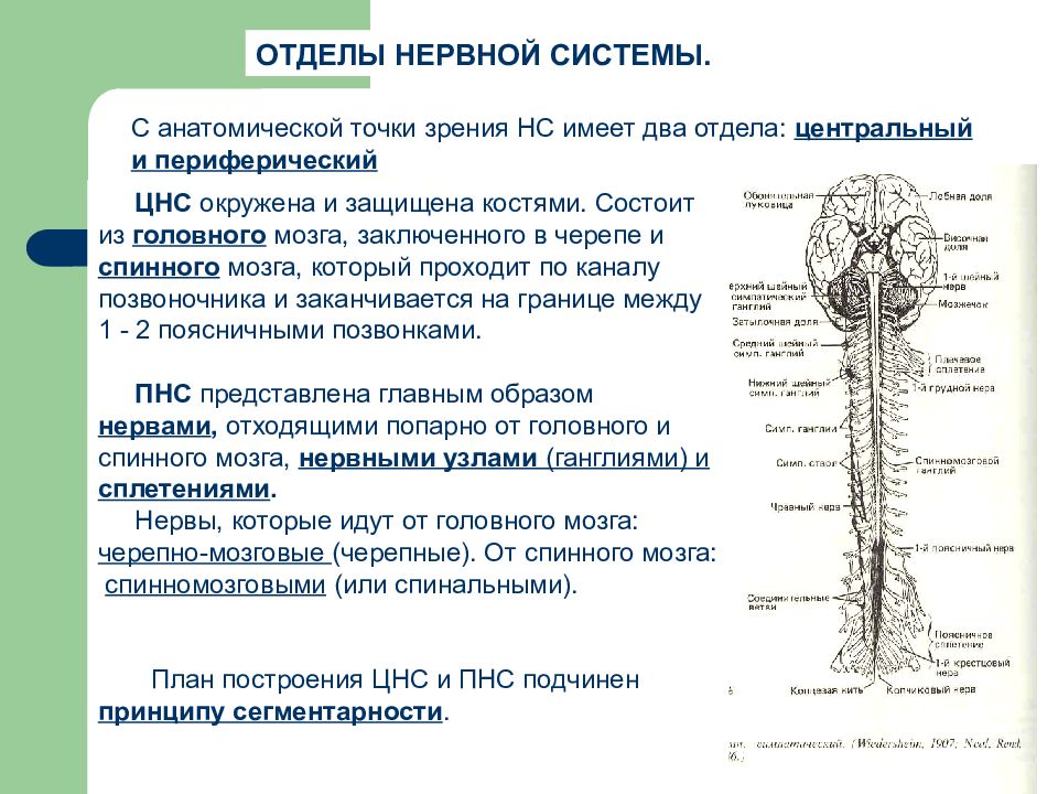 Укажите название органа периферической нервной системы человека. Нервная система головной и спинной мозг схема. Центральная нервная система схема спинной мозг головной мозг. Структуры периферической нервной системы спинного мозга. Центральный и периферический отделы головного мозга.