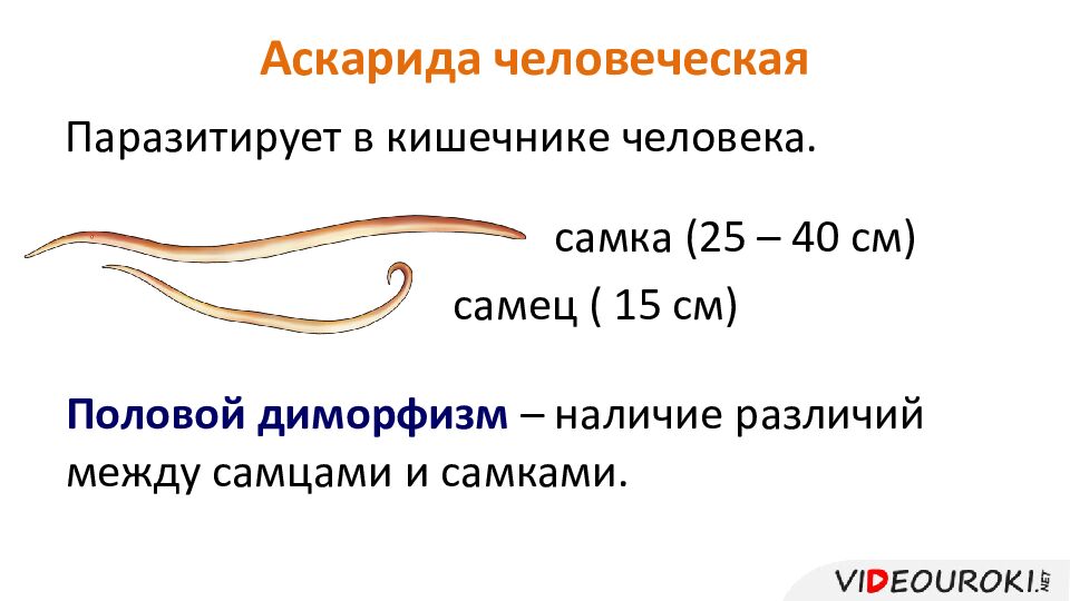 Аскарида человеческая