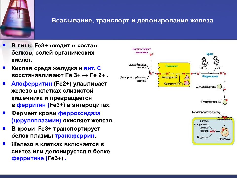 Схема усвоения и транспорта железа в организме биохимия