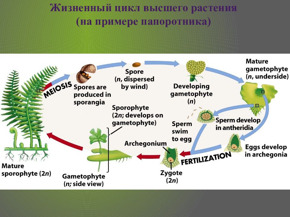 Жизненный цикл высшего растения (на примере папоротника) ___