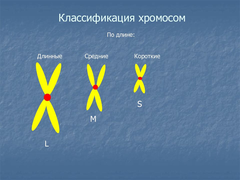 Ядерная хромосома. Классификация хромосом по расположению центромеры. Классификация хромомосом. Тип классификации хромосом. Хромосомы и их классификация.