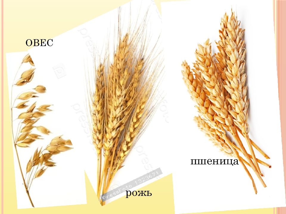 Рожь и пшеница. Колосья ржи и пшеницы отличие. Рожь колосок отличие от пшеницы. Отличие Колоса пшеницы от Колоса ржи. Различие пшеницы и ржи.