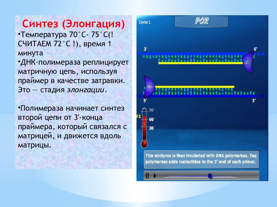 Пцр применение презентация