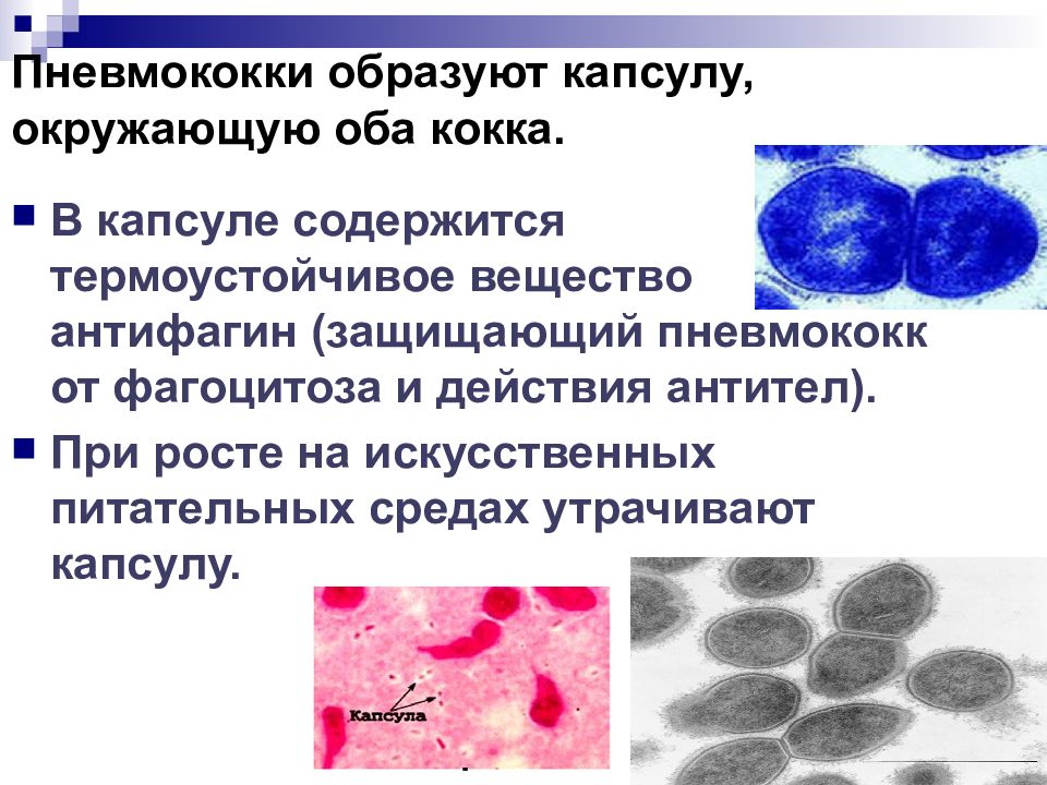 Пневмококк картинка бактерии