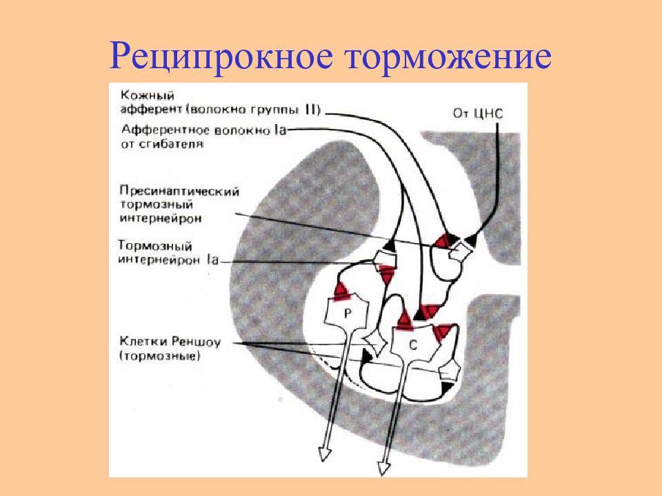 Презентация "Физиологические механизмы регуляции в организме" по медицине - скач