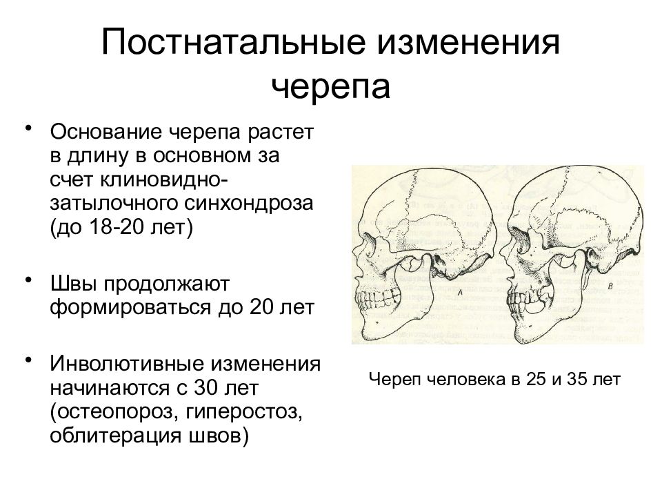 Соотношение мозгового и лицевого черепа. Возворастные ищменнеия череп. Возрастные изменения черепа. Возрастные изменения лицевого черепа.