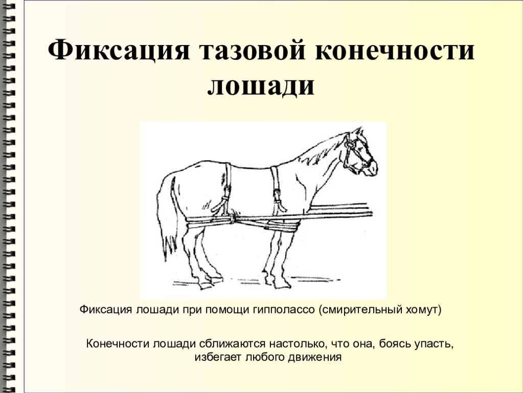 Фиксация осмотра. Фиксация веревкой грудной конечности лошади. Методы фиксации и повала лошадей. Фиксация тазовой конечности лошади. Фиксация лошадей в стоячем положении.