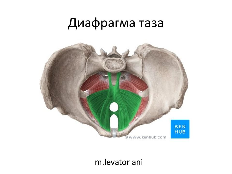 Грудобрюшная диафрагма анатомия