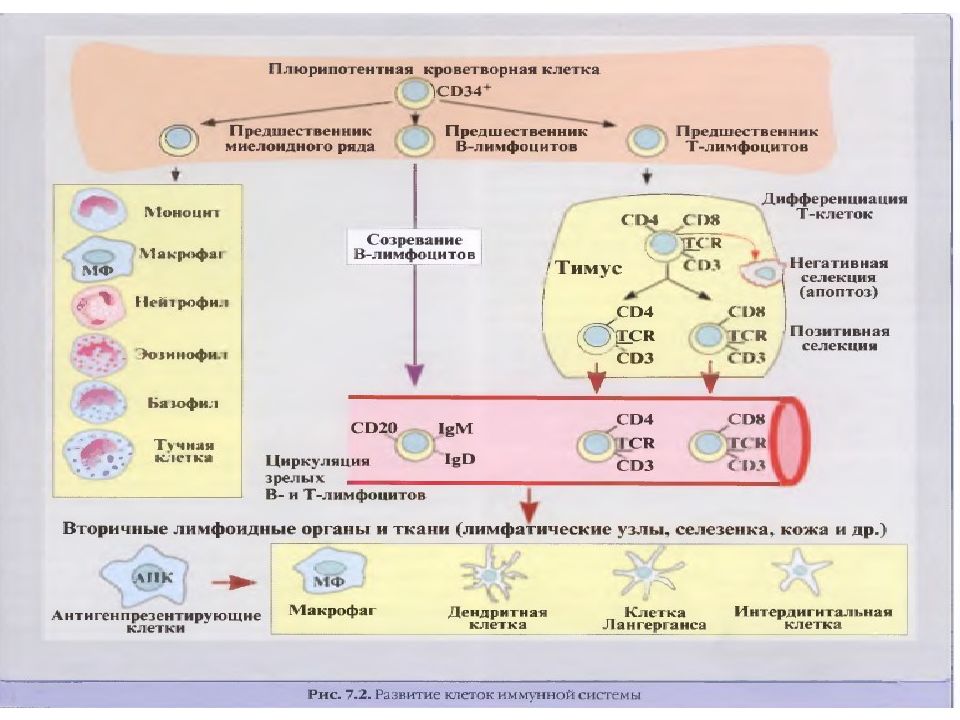 Противогрибковый иммунитет схема