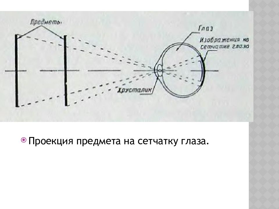 Изображение предметов на сетчатке