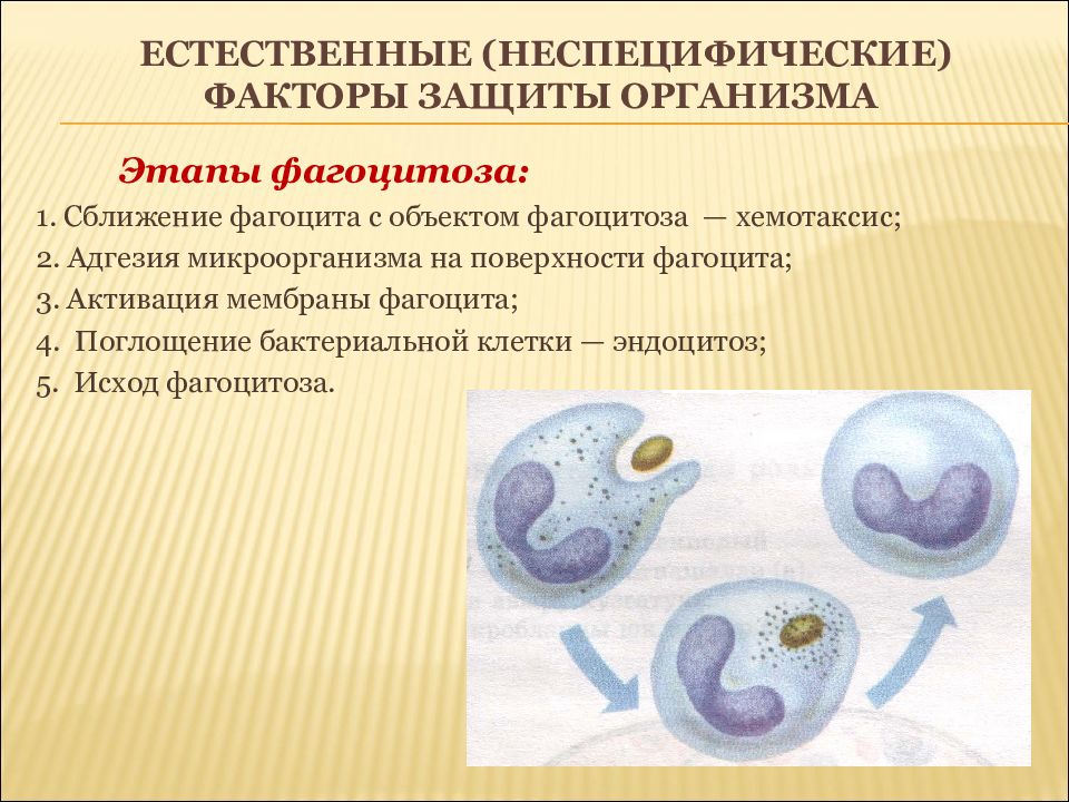 Факторы неспецифической защиты организма схема