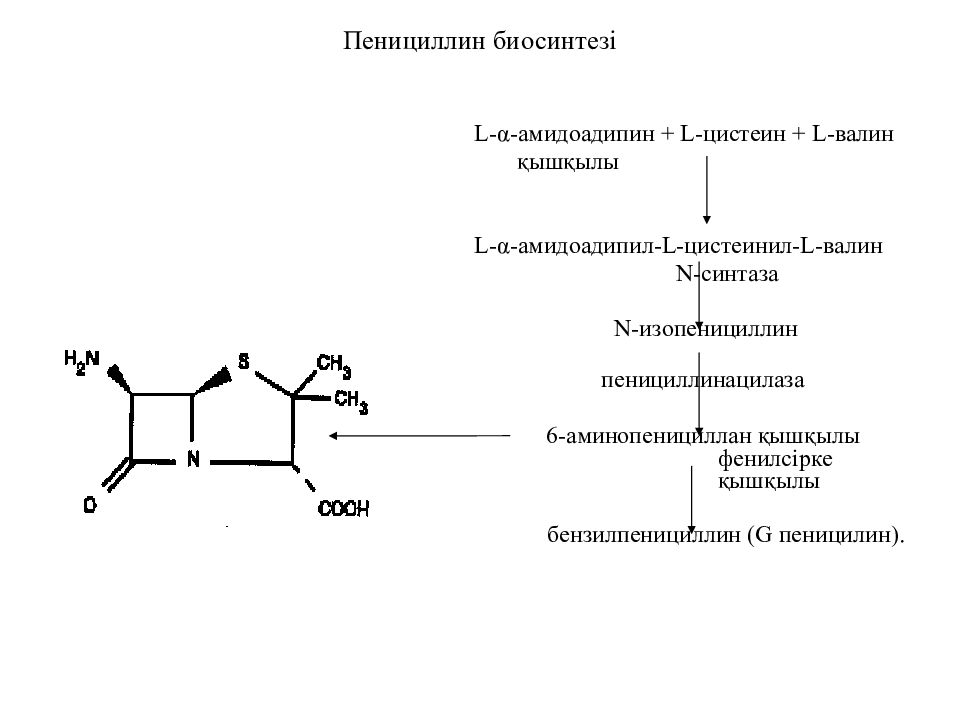 Пенициллин чувствительность. Синтез пенициллина. Производные пенициллина. Пенициллинацилаза катализирует. Пенициллин картинки для презентации.